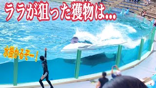 絶対に避けようがないララのスーパーダッシュ　鴨川シーワールド　シャチ