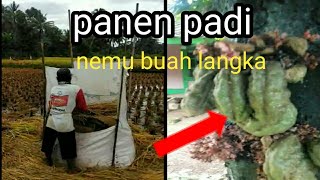 beginilah kalu di kampung,,, eh  menemukan buah langka