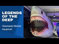 Legends of the Deep at Clearwater Marine Aquarium 🐳🐋🦈🦑🐙