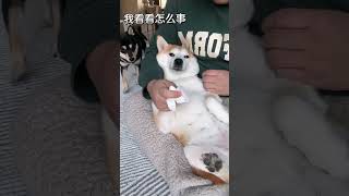 贴子还是年轻#柴犬金十月 😂#cutepuppy #shortvideo #dogvideos