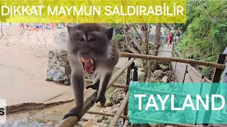 TAYLAND KRABİ DOĞAL CENNET. Maymun saldırısına uğradım.