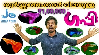 Expensive Guppy in the world | Guppy strain development | Malayalam