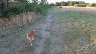 Basenji offleash walk - the good, the bad and the ugly of Makena's recall