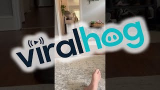 Porkchop the Kitten Responds to Cat Translator App || ViralHog