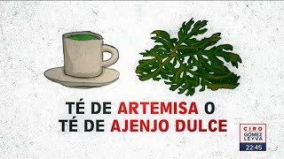 ¿Té de artemisa o ajenjo dulce es bueno contra el Covid 19? | Noticias con Ciro Gómez Leyva