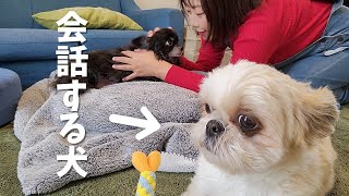 飼い主と会話するシーズー犬との暮らし～多頭飼い～チワワ・シーズー・ミニチュアピンシャー・トイプードル