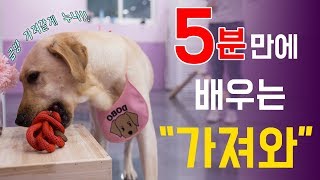 [천재견까지 도보5분] 9화 - 똑똑한 강아지 훈련법 \