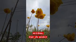 ฝ้ายคำ หรือ สุพรรณิการ์ #ดอกไม้#ดอกไม้สวยงาม#ดอกไม้สวย#ไม้ประดับ#ไม้ประดับยอดนิยม#สายมู#สายมูเตลู