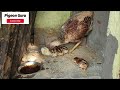 aseel असील मुर्गी के बच्चे निकलवाने का सही तरीका और उनकी देखभाल aseel hen hatching eggs 21days