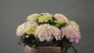 Kolster BV \u0026 Horteve Breeding Magical Hydrangea varieties 2020 #063