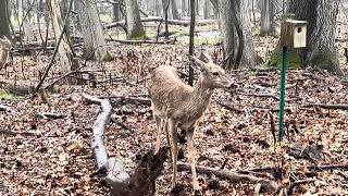 Deer In The Rain