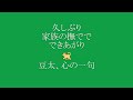 豆太、毛布モフモフ～生後495日目の豆柴豆太～