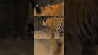 africa wild animals and wild animals things-malamala safari moments #animals 2021 #wildanimals #Lion