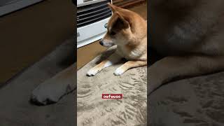 柴犬のストーブ独占　【柴犬ブリーダー桜諷荘】　#shorts #桜諷荘 #柴犬 #shibainu #出産 #子犬 #散歩