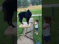 kid helping dry belgian sheepdog for show