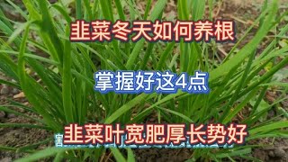 韭菜冬天怎么养根？掌握好这4点，韭菜来年长势好，早吃半个月