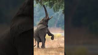 Elephant Encounters that Will Leave You in Awe