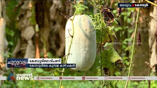 'കോഡൂർ കുമ്പളം' വീണ്ടെടുത്ത് കർഷകർ | Kodur Kumpalam | Farmers