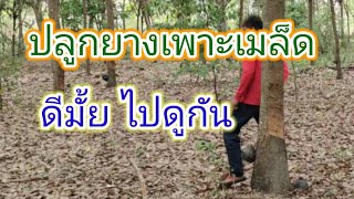 สวนยาง EP.6 ปลูกยางพาราจากเมล็ด ต้นใหญ่ ทนโรค | สวนแก้วสุวรรณ