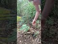 planting cacao bit by bit