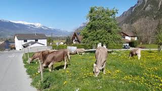 Mount Regitzer Spitz, Switzerland | Swiss Alps 🇨🇭