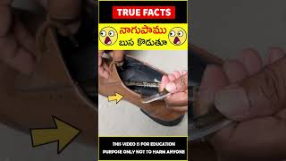 Snake in washroom explained #factsintelugu 😲బుస కొడుతూ😲 #amazingfacts #truefacts #shorts