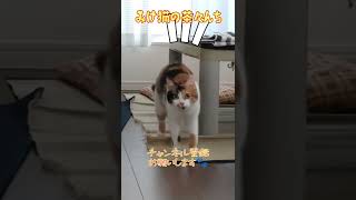 【やんのかステップ】かわいい三毛猫の茶々の控えめな　#やんのかステップ 掃除をしてたら何故か興奮しだしたと思ったらこうなりました。#保護猫 　#shorts