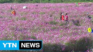 [날씨] 만개한 코스모스...쾌청한 하늘 속 일교차↑ / YTN (Yes! Top News)