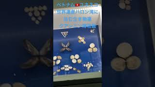 ベトナム旅行記🇻🇳ユネスコ世界遺産ハロン湾に住む生き物達🐟クアンニン博物館