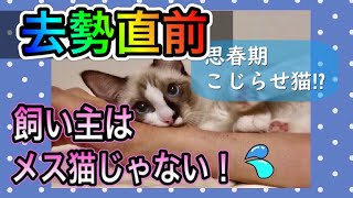 【猫去勢①】発情期！飼い主をメス猫代わりに襲う思春期こじらせ猫！？(生後6か月）Cat estrus and attacks his owner💦