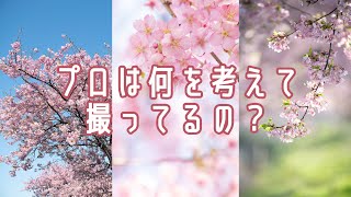 【プロvsアマ】なぜ？河津桜をプロカメラマン妻とアマチュア夫が撮ったらこんなに違う写真になった！考え方や意識しているポイント、オススメの写真練習方法を解説（プロのりょうさん編）【桜を撮るコツ】