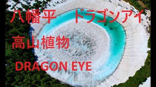 Dragon Eye ,Akita,Japan 八幡平ドラゴンアイ  2024y　高山植物