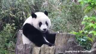 2015/03/20 圓仔滿足地享用窩窩頭 Giant Panda Yuan Zai is satisfied with the steamed bun