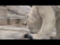 キングサーモンを食べるホッキョクグマ~polar bear eats a king salmon