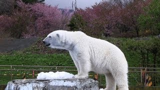 キングサーモンを食べるホッキョクグマ~Polar Bear eats a king salmon