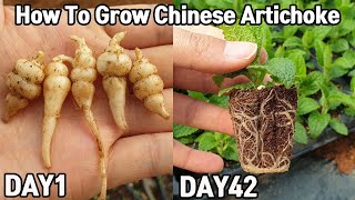 몸에 좋은 초석잠 키우기(봄이왔다♥)ㅣ How To Grow Chinese Artichoke(Stachys affinis / Japanese Artichoke