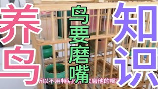 养鹦鹉鸟要经常给它磨嘴