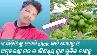 ଅମୃତଭଣ୍ଡା ଗଛ ର ଔଷଧିୟ ଗୁଣ ଗୁଡିକ ଏ ଭିଡ଼ିଓ ରେ ଜାଣିବେ