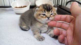Cute little kitten who’s a bit grumpy after being woken up from a nap…