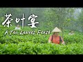 茶叶宴——采今年的新茶，给家人准备一桌茶香四溢的茶叶大餐【滇西小哥】