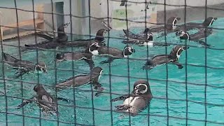 ぷっかぷっか泳ぐフンボルトペンギン（福岡市動物園）2023年12月