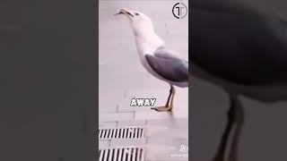 Mewy zjadające szczury 🐀🐦 #Animals #Shorts