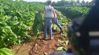 Still working at the tobacco harvest