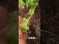 コーヒー洗剤でアブラムシがいなくなりました！【家庭菜園初心者】虫退治