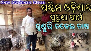 Gunduri farm bargarh in odisha/ପୁରୁଣା ଗୁଣ୍ଡୁରି ‌ଚଢେଇ ଚାଷ/quail Bird farm in odisha (batera farm)2021