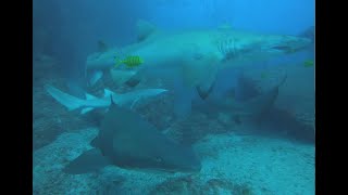 Tawny Nurse Shark SURROUNDED by Grey Nurse Sharks swims right into dive group!