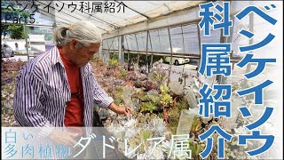 【サボテン相談室 羽兼直行】多肉植物、ベンケイソウ科属紹介:Part5、白い多肉ダドレア属紹介！『ダドレア』