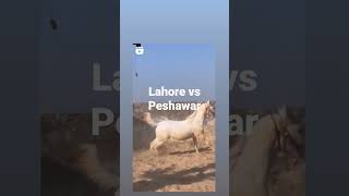 Peshawar vs Lahore 23rd Match Pakistan Super League @sportsastrology