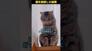 【猫との会話成立w人の話を理解して返事してくれる猫！ピノくん】#shorts