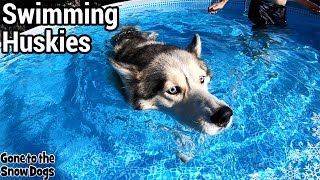 Husky Gets NEW Pool | Husky Swimming in the Pool Party